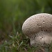 Mushroom by lstasel