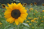 23rd Jul 2012 - Sunflowers 