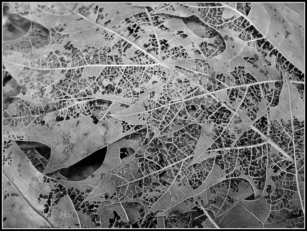 Lacy Leaf by olivetreeann