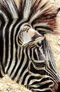 23rd Jul 2012 - Non Black and White Only Zebra