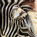 Non Black and White Only Zebra by skipt07