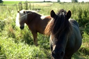 22nd Jul 2012 - 2 ponies in the sun