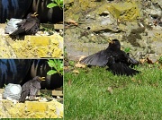 23rd Jul 2012 - Blackbird