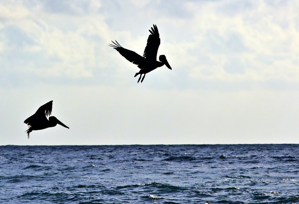 Twin pelican water landing by soboy5