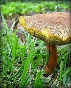 23rd Jul 2012 - Mushroom
