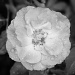 Round Rose by cdonohoue