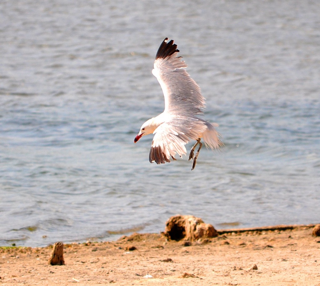Seagull landing by philbacon