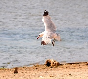 7th Jul 2012 - Seagull landing
