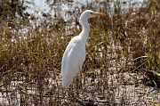 24th Jul 2012 - sunny bird