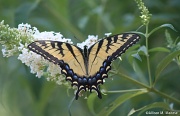 24th Jul 2012 - Butterflies Today!