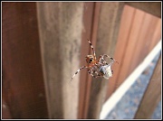 24th Jul 2012 - Garden Spider