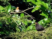 26th Jul 2012 - Mr Blackbird & Robin