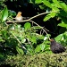Mr Blackbird & Robin by bulldog