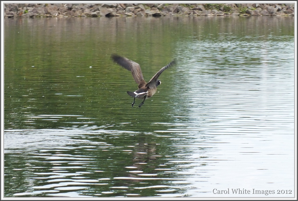 Canada Goose In Flight by carolmw