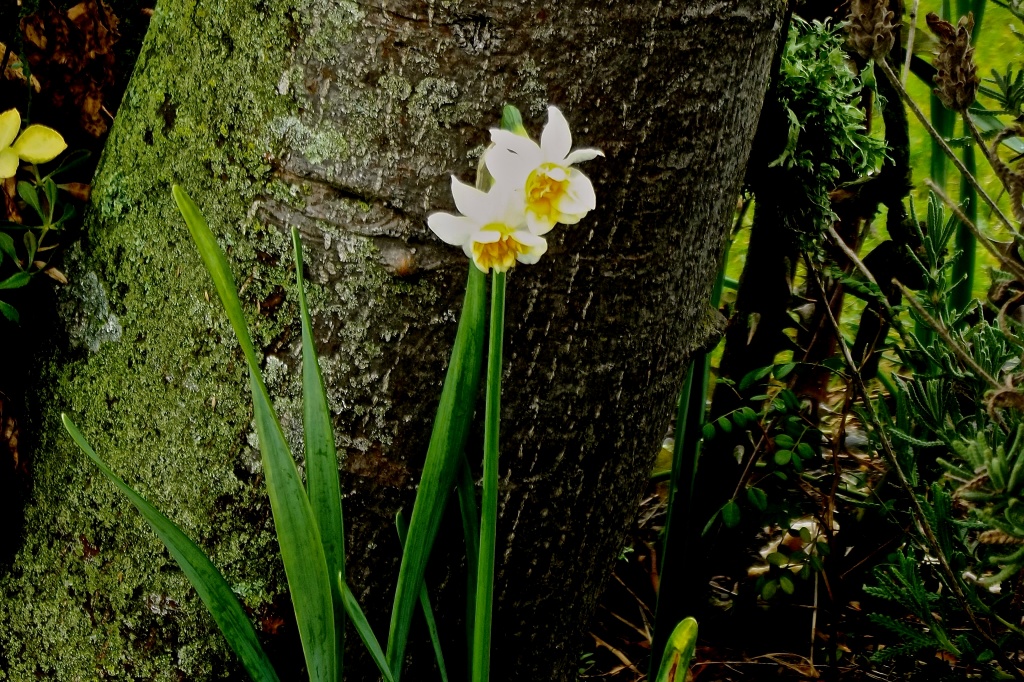 First Jonquil by maggiemae