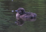 24th Jul 2012 - Lone Chick, 1 Week??