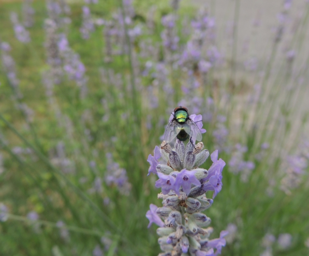 Green and Purple by allie912