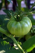 25th Jul 2012 - Fried Green Tomatoes