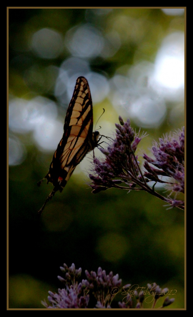 Tiger Swallowtail Butterfly by skipt07