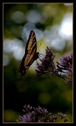 24th Jul 2012 - Tiger Swallowtail Butterfly