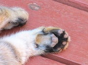 24th Jul 2012 - paws