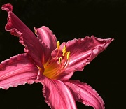 24th Jul 2012 - Yet another daylily --- pretty in pink.