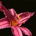 Yet another daylily --- pretty in pink. by sunnygreenwood