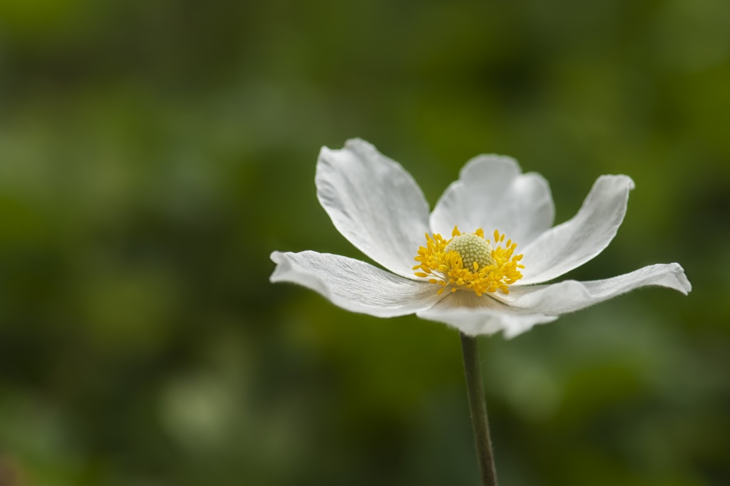 Lonely Anemone by lstasel
