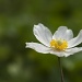 Lonely Anemone by lstasel