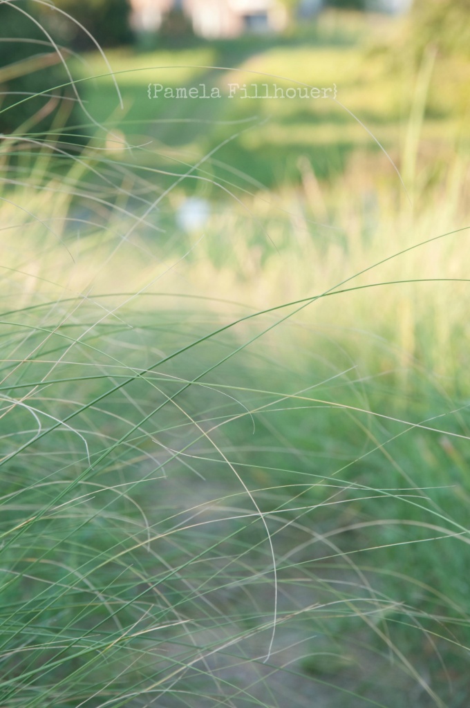 prairie grass.... by earthbeone