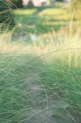 24th Jul 2012 - prairie grass....