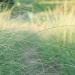 prairie grass.... by earthbeone