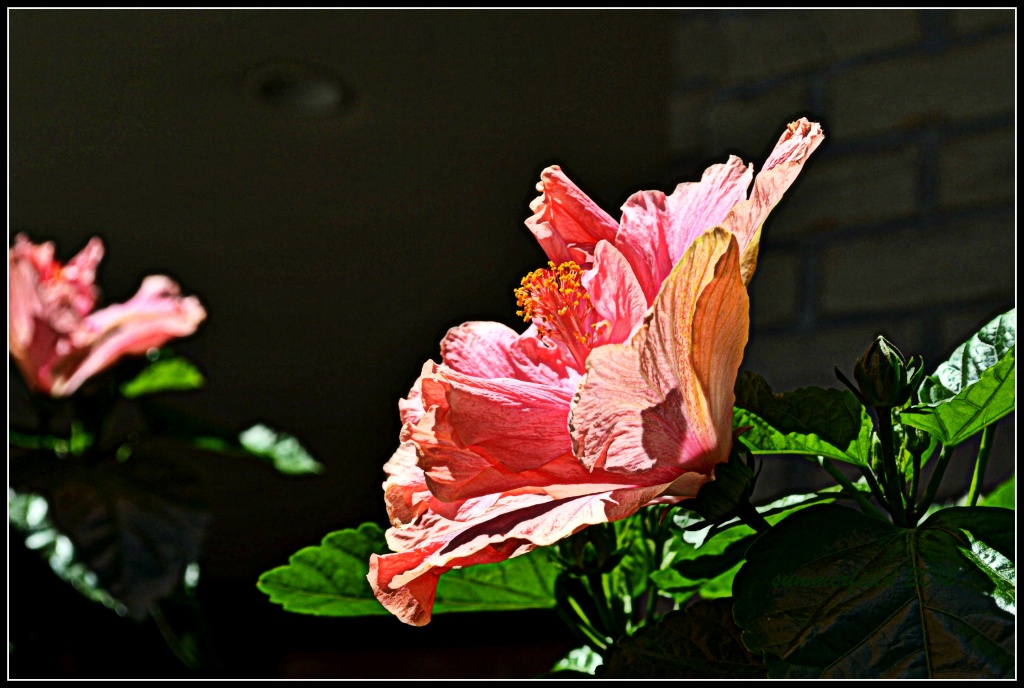 pink hibiscus by summerfield