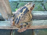 25th Jul 2012 - another garden visitor - frog or toad?