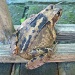 another garden visitor - frog or toad? by quietpurplehaze
