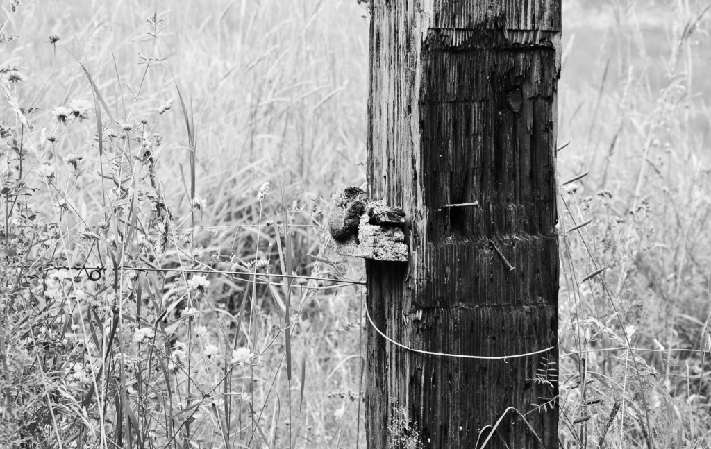 An Old Fence Post by mamabec