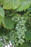 21st Jul 2012 - Nashoba Valley Winery