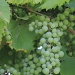 Nashoba Valley Winery by rhoing