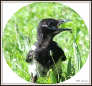 25th Jul 2012 - Scrawny Little Magpie