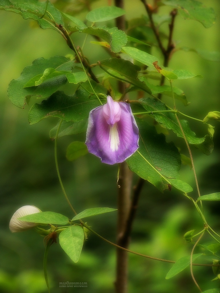 Climbing butterfly pea... Best viewed large, if you will. by marlboromaam