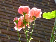 8th Jun 2012 - Roses