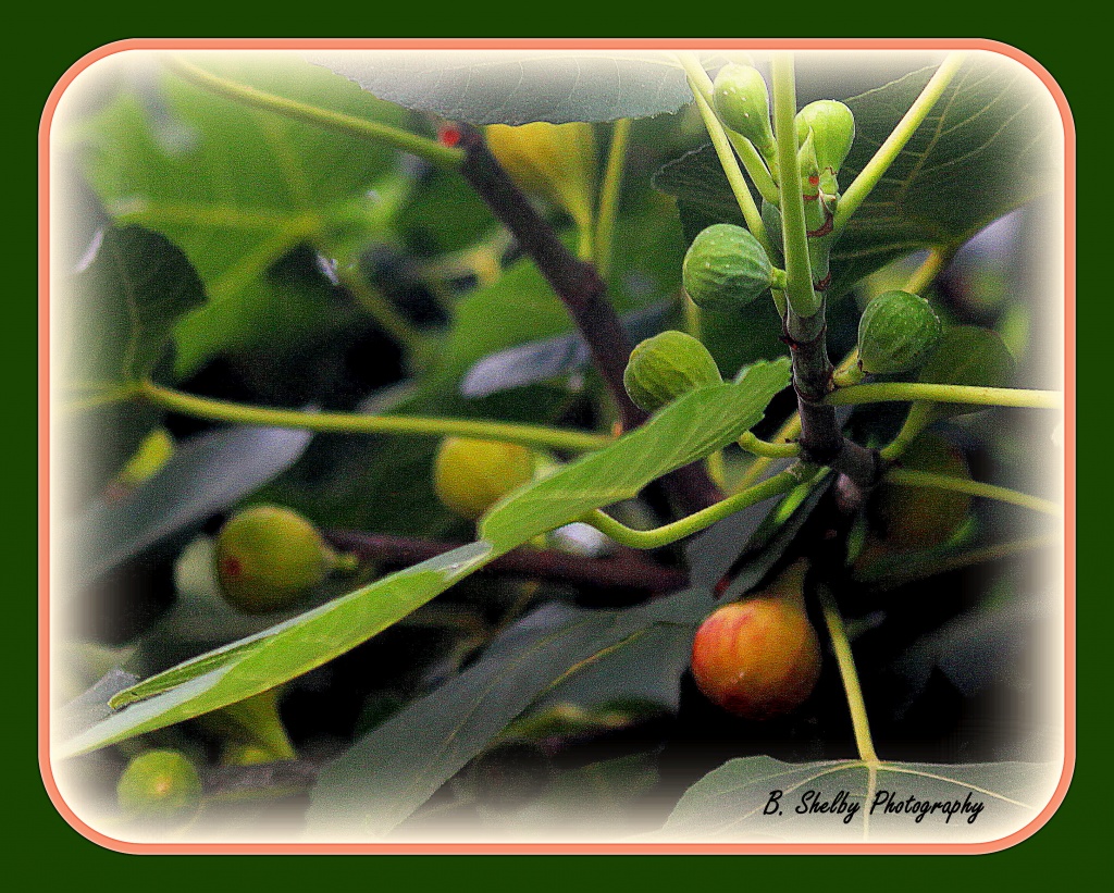 Figs by vernabeth