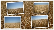 25th Jul 2012 - golden country  fields