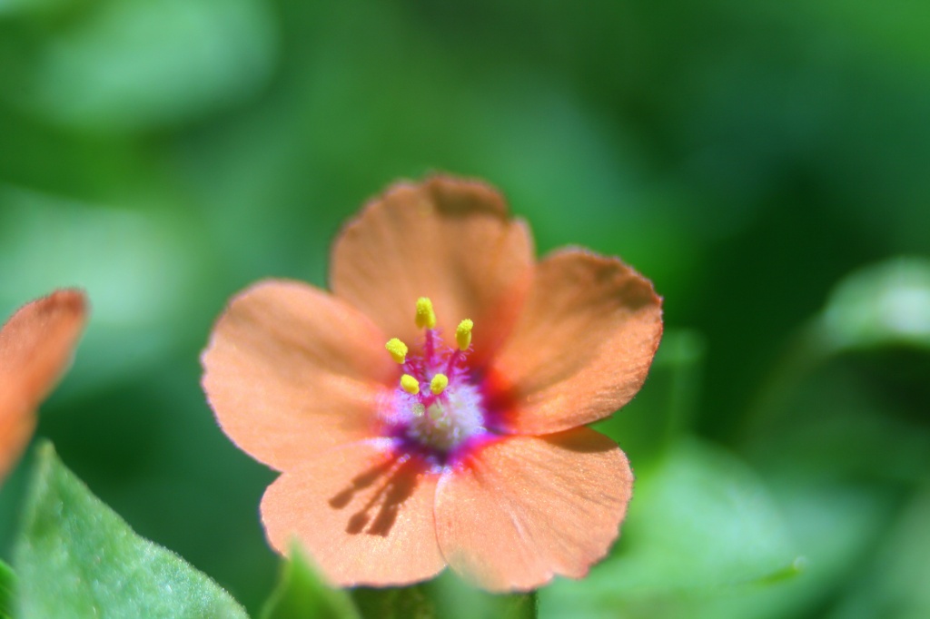 Tiny Flower by kerristephens
