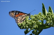 25th Jul 2012 - At Last, a Monarch