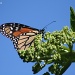 At Last, a Monarch by falcon11
