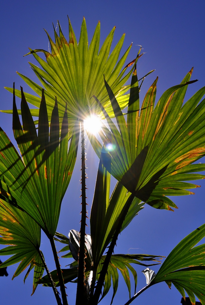 Palm Sun Day by andycoleborn