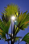 4th Jul 2010 - Palm Sun Day