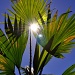Palm Sun Day by andycoleborn