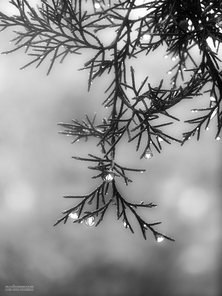 Rain drops in the cedar tree... by marlboromaam